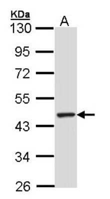 Western Blot TULP3 Antibody