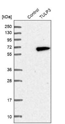 Western Blot TULP3 Antibody