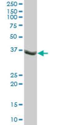 Western Blot TUSC4 Antibody - Azide and BSA Free