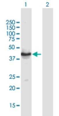 Western Blot TUSC4 Antibody - Azide and BSA Free