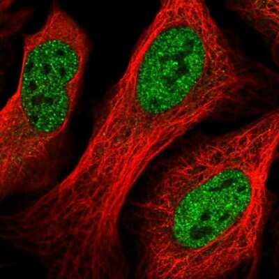 Immunocytochemistry/Immunofluorescence: TWA1 Antibody [NBP2-55320] - Staining of human cell line U-2 OS shows localization to nucleoplasm.