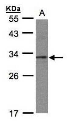 Western Blot: TWA1 Antibody [NBP1-32596] - (30 ug whole cell lysate) A: 293T 12% SDS PAGE; antibody diluted at 1:1000