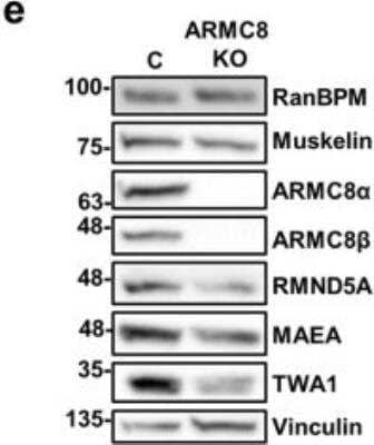 Western Blot TWA1 Antibody