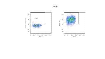 Flow Cytometry: TWEAK R/TNFRSF12 Antibody (ITEM-4) [NBP2-00409] - Analysis using the Biotin conjugate of NBP2-00409. Staining of TWEAK R in murine 603B cell lines using anti-TWEAK R antibody. Image from verified customer review.