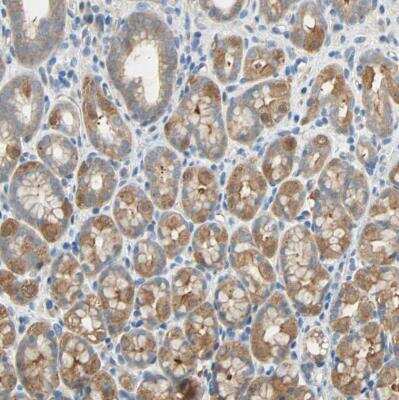 Immunohistochemistry-Paraffin: TWEAK R/TNFRSF12 Antibody [NBP1-85770] - Staining of human stomach shows strong membranous positivity in glanular cells.