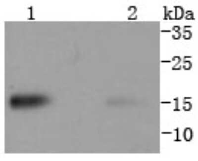 Western Blot: TWEAK R/TNFRSF12 Antibody (SN20-07) [NBP2-67729] - Analysis of TWEAKR on different lysates using anti-TWEAKR antibody at 1/1,000 dilution. Positive control: Lane 1: NIH/3T3 Lane 2: C2C12