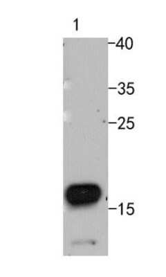 Western Blot: TWEAK R/TNFRSF12 Antibody (SN20-07) [NBP2-67729] - Western blot analysis of TWEAK R/TNFRSF12 on C2C12 cell lysates using anti-TWEAK R/TNFRSF12 antibody at 1/500 dilution.