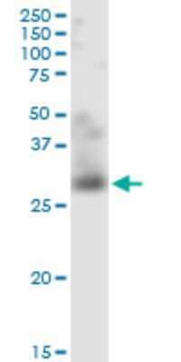 Western Blot: TWEAK/TNFSF12 Antibody (4H3) [H00008742-M01] - TNFSF12 monoclonal antibody (M01), clone 4H3. Analysis of TNFSF12 expression in Raw 264.7.