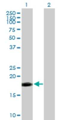 Western Blot: TWEAK/TNFSF12 Antibody [H00008742-B01P] - Analysis of TNFSF12 expression in transfected 293T cell line by TNFSF12 polyclonal antibody.  Lane 1: TNFSF12 transfected lysate(14.74 KDa). Lane 2: Non-transfected lysate.
