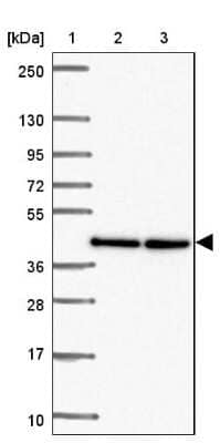 Western Blot TWF2 Antibody - BSA Free