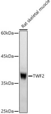 Western Blot TWF2 Antibody - Azide and BSA Free