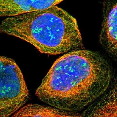 Immunocytochemistry/Immunofluorescence: TWISTNB Antibody [NBP1-89454] - Immunofluorescent staining of human cell line A-431 shows localization to nucleus, nucleoli fibrillar center & microtubules.