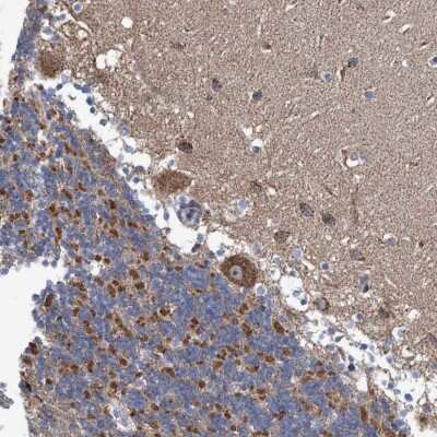 Immunohistochemistry-Paraffin: TWISTNB Antibody [NBP1-89449] - Staining of human cerebellum shows cytoplasmic and nucleolar positivity in Purkinje cells.