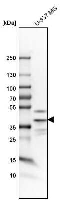 Western Blot: TWISTNB Antibody [NBP1-89449] - Analysis in human cell line U-937 MG.