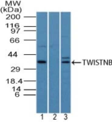 Western Blot: TWISTNB Antibody [NBP2-27081] - Analysis of TWISTNB in Hela cell lysate in the 1) absence and2) presence of immunizing peptide, and 3) mouse embryo body lysate using this antibody. Goat anti-rabbit Ig HRP secondary antibody and PicoTect ECL substrate solution were used for this test.