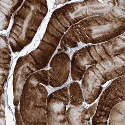 Immunohistochemistry-Paraffin: TXLNB Antibody [NBP2-33927] - Staining of human skeletal muscle shows high expression.