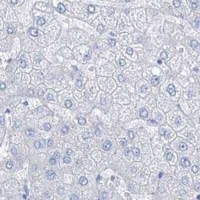 Immunohistochemistry-Paraffin: TXLNB Antibody [NBP2-33927] - Staining of human liver.