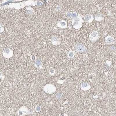 Immunohistochemistry-Paraffin: TXLNB Antibody [NBP2-33927] - Staining of human cerebral cortex.