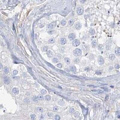 <b>Independent Antibodies Validation. </b>Immunohistochemistry-Paraffin: TXLNB Antibody [NBP2-33927] - Staining of human testis.
