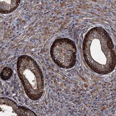Immunohistochemistry-Paraffin: TXNDC11 Antibody [NBP1-83994] - Staining of human prostate shows distinct cytoplasmic positivity in glandular cells.
