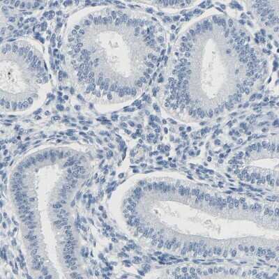 Immunohistochemistry-Paraffin TXNDC2 Antibody - BSA Free