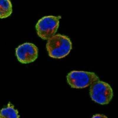 Immunocytochemistry/Immunofluorescence: TXNDC3 Antibody [NBP3-17953] - Staining of human cell line HEL shows localization to cytosol.