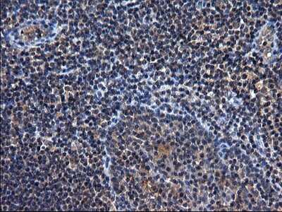 Immunohistochemistry-Paraffin: TXNDC5 Antibody (OTI2E6) [NBP2-46256] -  Analysis of Human lymph node tissue. (Heat-induced epitope retrieval by 1 mM EDTA in 10mM Tris, pH8.5, 120C for 3min)