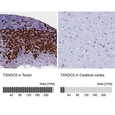 <b>Independent Antibodies Validation and Orthogonal Strategies Validation.</b>Immunohistochemistry-Paraffin: TXNDC5 Antibody [NBP2-13496] - Staining in human tonsil and cerebral cortex tissues using anti-TXNDC5 antibody. Corresponding TXNDC5 RNA-seq data are presented for the same tissues.