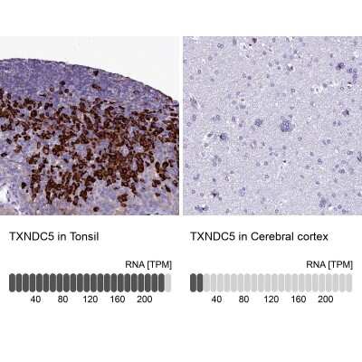 <b>Orthogonal Strategies Validation. </b>Immunohistochemistry-Paraffin: TXNDC5 Antibody [NBP2-13497] - Staining in human tonsil and cerebral cortex tissues using anti-TXNDC5 antibody. Corresponding TXNDC5 RNA-seq data are presented for the same tissues.