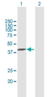 Western Blot: TXNDC5 Antibody [H00081567-B01P] - Analysis of TXNDC5 expression in transfected 293T cell line by TXNDC5 polyclonal antibody.  Lane 1: TXNDC5 transfected lysate(39.6 KDa). Lane 2: Non-transfected lysate.