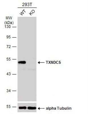 Western Blot: TXNDC5 Antibody [NBP2-20764] - Wild-type (WT) and TXNDC5 knockout (KO) 293T cell extracts (30 ug) were separated by 10% SDS-PAGE, and the membrane was blotted with TXNDC5 antibody diluted at 1:1000. HRP-conjugated anti-rabbit IgG antibody was used to detect the primary antibody.