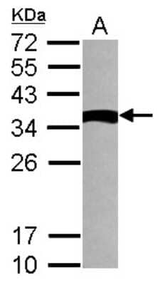 Western Blot: TXNDC6 Antibody [NBP2-15152] - Sample (30 ug of whole cell lysate) A: NT2D1 12% SDS PAGE; antibody diluted at 1:1000.