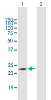 Western Blot: TXNDC9 Antibody [H00010190-B01P] - Analysis of TXNDC9 expression in transfected 293T cell line by TXNDC9 polyclonal antibody.  Lane 1: TXNDC9 transfected lysate(20.68 KDa). Lane 2: Non-transfected lysate.