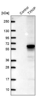 Western Blot: TXNIP Antibody [NBP2-49095] - Analysis in control (vector only transfected HEK293T lysate) and TXNIP over-expression lysate (Co-expressed with a C-terminal myc-DDK tag (3.1 kDa) in mammalian HEK293T cells).