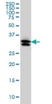 Western Blot: TXNL1 Antibody (1A10) [H00009352-M01] - TXNL1 monoclonal antibody (M01), clone 1A10 Analysis of TXNL1 expression in HL-60.