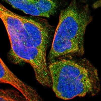 Immunocytochemistry/Immunofluorescence: TXNL1 Antibody [NBP1-86899] - Immunofluorescent staining of human cell line U-2 OS shows localization to cytosol. Antibody staining is shown in green.