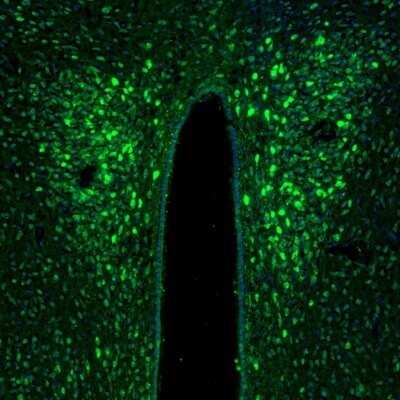 Immunohistochemistry-Paraffin: TXNL1 Antibody [NBP1-86899] - Staining of mouse hypothalamus shows positivity in the neurons of paraventricular nucleus.