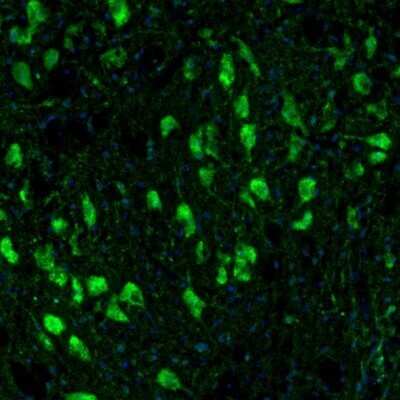 Immunohistochemistry-Paraffin: TXNL1 Antibody [NBP1-86899] - Staining of mouse facial nucleus shows positivity in neurons.