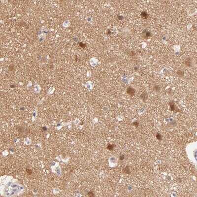 Immunohistochemistry-Paraffin: TXNL1 Antibody [NBP1-86899] - Staining of human cerebral cortex shows positivity in subsets of neurons.