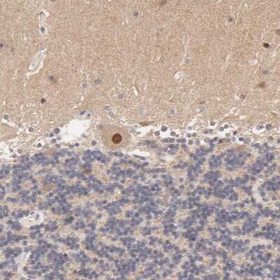 Immunohistochemistry-Paraffin: TXNL1 Antibody [NBP1-86899] - Staining of human cerebellum shows strong nuclear positivity in Purkinje cells.