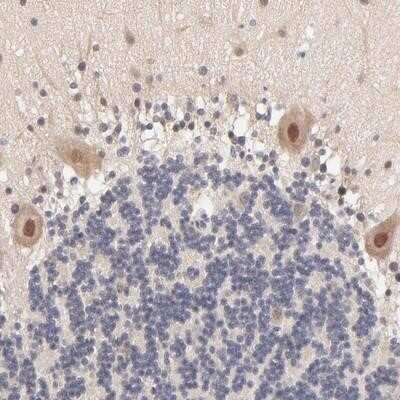 Immunohistochemistry-Paraffin: TXNL1 Antibody [NBP1-86900] - Staining of human cerebellum shows moderate nuclear positivity in Purkinje cells.