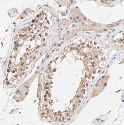 Immunohistochemistry-Paraffin: TXNL1 Antibody [NBP1-86900] - Staining of human Testis shows moderate cytoplasmic and nuclear positivity in cells in seminiferous ducts and Leydig cells.