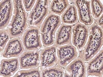 Immunohistochemistry-Paraffin: TXNL1 Antibody [NBP2-99643] - Immunochemical staining TXNL1 in mouse small intestine with rabbit polyclonal antibody at 1:300 dilution, formalin-fixed paraffin embedded sections.