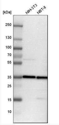 Western Blot: TXNL1 Antibody [NBP1-86899] - Analysis in mouse cell line NIH-3T3 and rat cell line NBT-II.