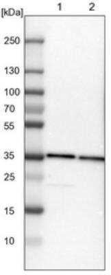 Western Blot: TXNL1 Antibody [NBP1-86900] - Lane 1: NIH-3T3 cell lysate (Mouse embryonic fibroblast cells). Lane 2: NBT-II cell lysate (Rat Wistar bladder tumor cells).