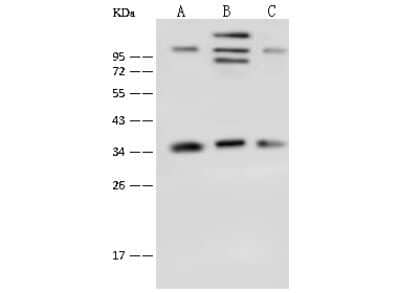 Western Blot: TXNL1 Antibody [NBP2-99643] - Anti-TXNL1 rabbit polyclonal antibody at 1:500 dilution. Lane A: HL-60 Whole Cell Lysate Lane B: Caco2 Whole Cell Lysate Lane C: K562 Whole Cell Lysate Lysates/proteins at 30 ug per lane. Secondary Goat Anti-Rabbit IgG (H+L)/HRP at 1/10000 dilution. Developed using the ECL technique. Performed under reducing conditions. Predicted band size: 32 kDa