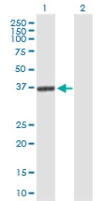 Western Blot: Glutaredoxin 3/GLRX3 Antibody [H00010539-B01P] - Analysis of GLRX3 expression in transfected 293T cell line by GLRX3 polyclonal antibody.  Lane 1: GLRX3 transfected lysate(36.85 KDa). Lane 2: Non-transfected lysate.