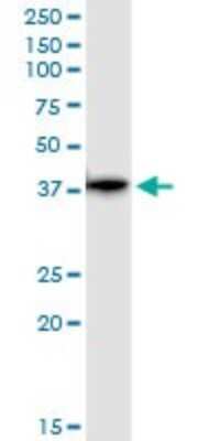 Western Blot: Glutaredoxin 3/GLRX3 Antibody [H00010539-D01P] - Analysis of GLRX3 expression in K-562.
