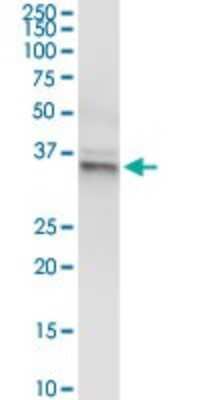Western Blot: Glutaredoxin 3/GLRX3 Antibody [H00010539-D01P] - Analysis of GLRX3 expression in human liver.
