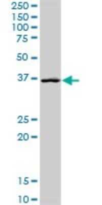 Western Blot: Glutaredoxin 3/GLRX3 Antibody [H00010539-D01P] - Analysis of GLRX3 expression in human pancreas.
